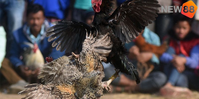 Cá cược minh bạch và hợp pháp